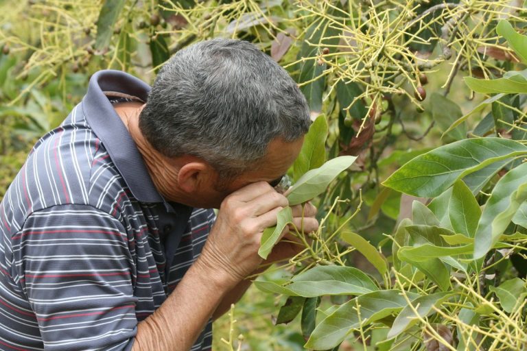 MEET OUR ARBORIST: ROBERT MURAOKA