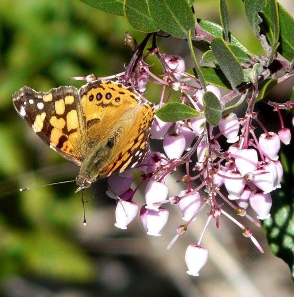 PLANTING NATIVE PLANTS